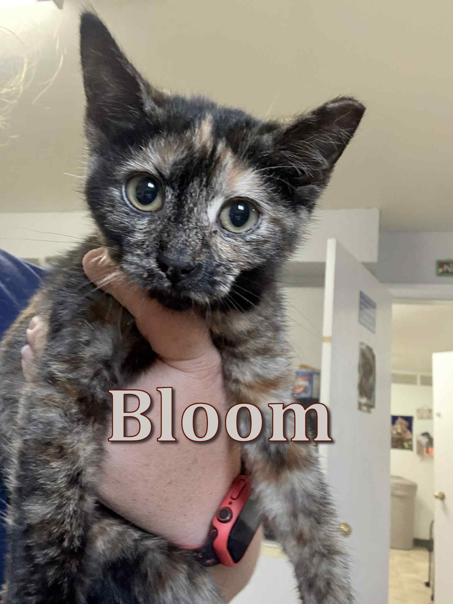 Bloom