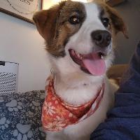 Charlie, ADOPTABLE, Young Female Hound.