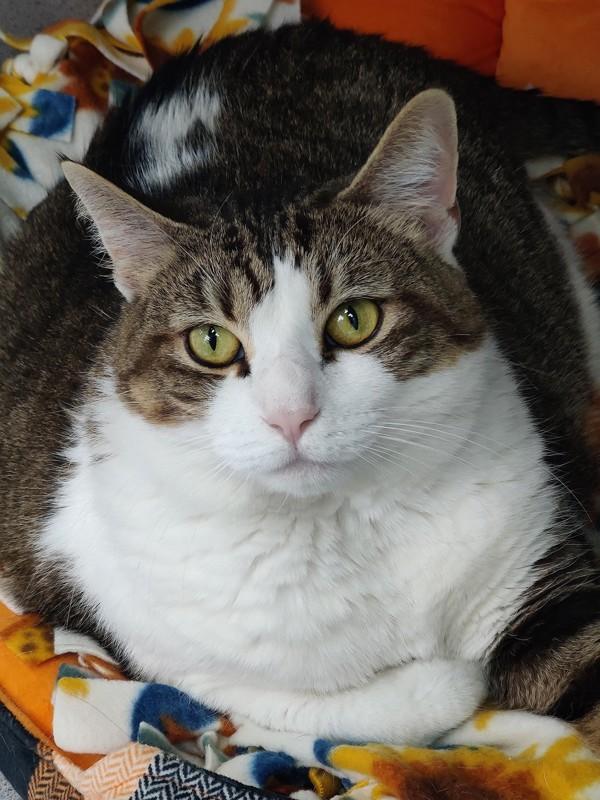 Bella, Adoptable, Adult Female Domestic Short Hair.