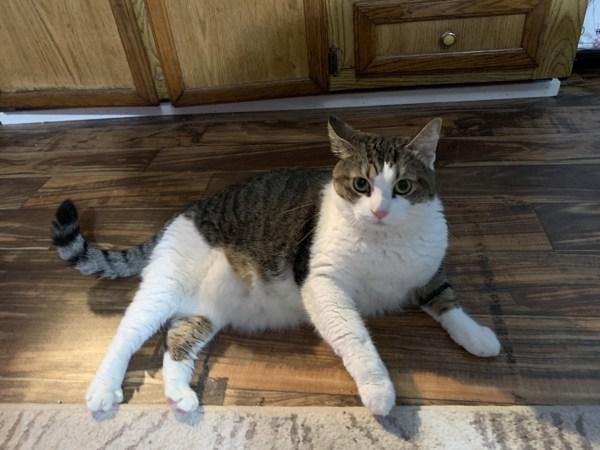 Enlarge Bella, a Adoptable mixed breed in Skillman, NJ image 2/6