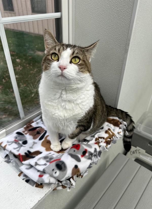 Enlarge Bella, a Adoptable mixed breed in Skillman, NJ image 3/6