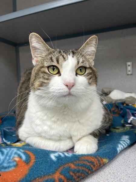 Enlarge Bella, a Adoptable mixed breed in Skillman, NJ image 5/6