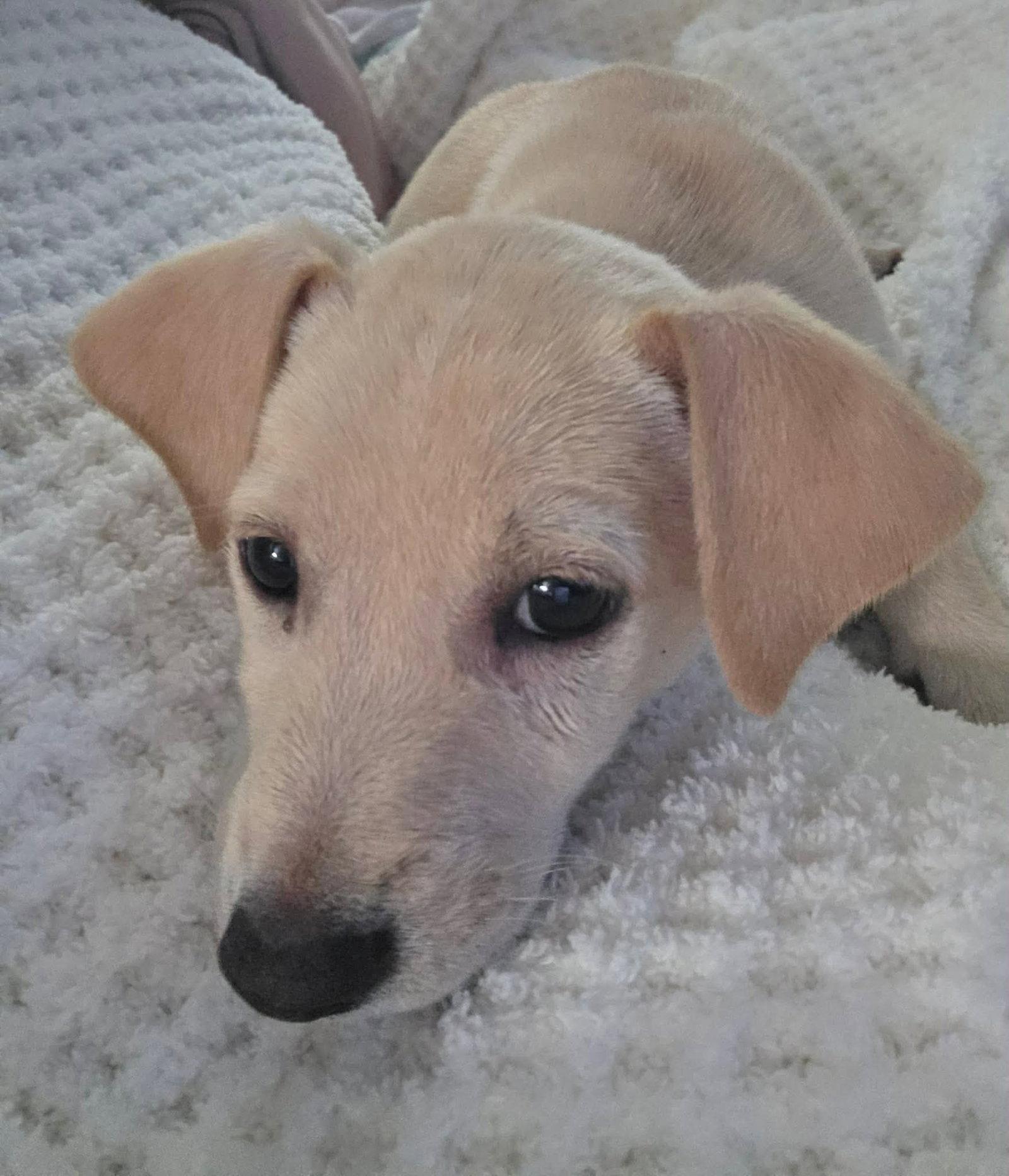 Calliope, Adopted, Young Female Mixed Breed.