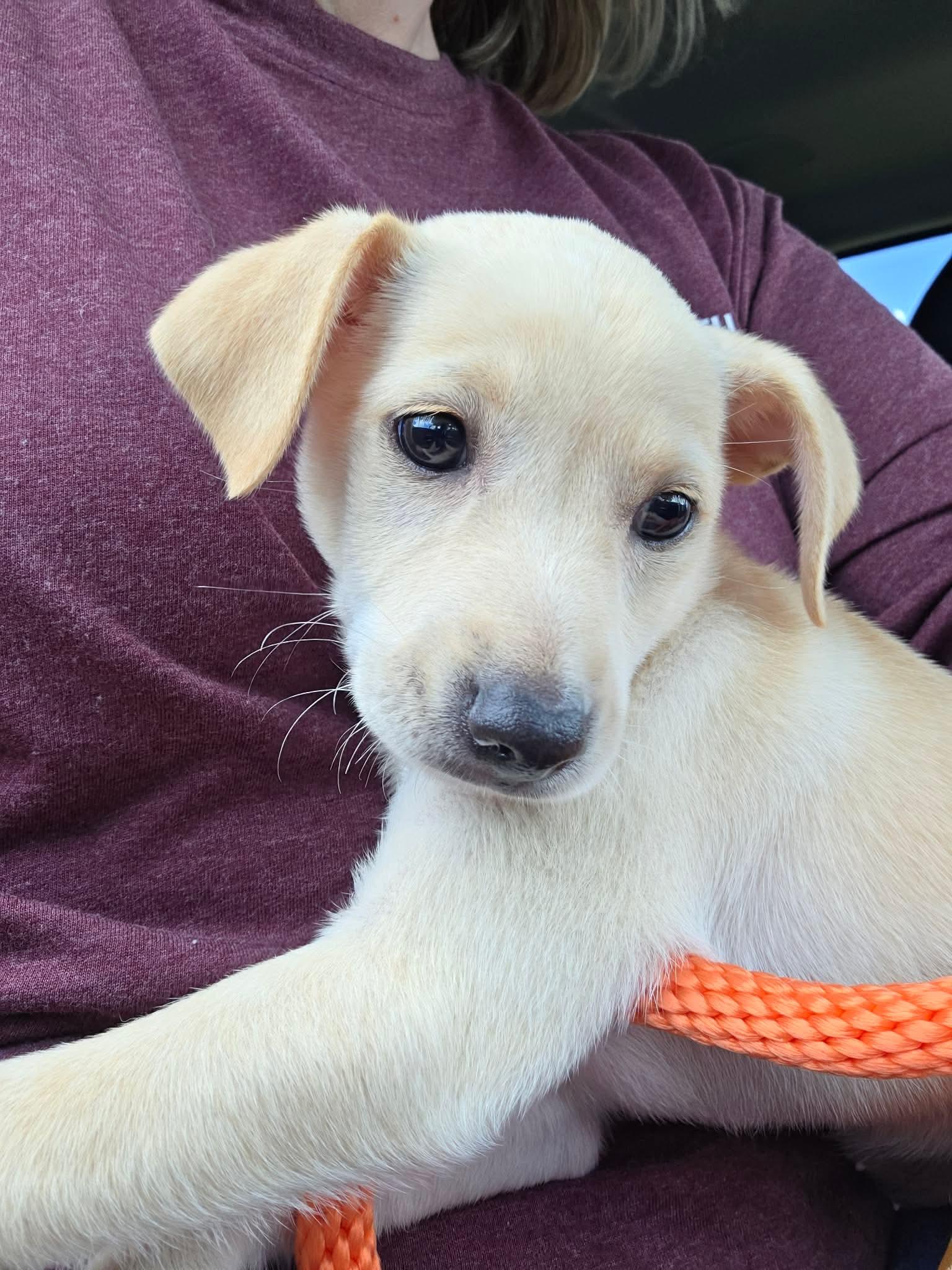Enlarge Calliope, a Adopted Mixed Breed in Rosenberg, TX image 2/2