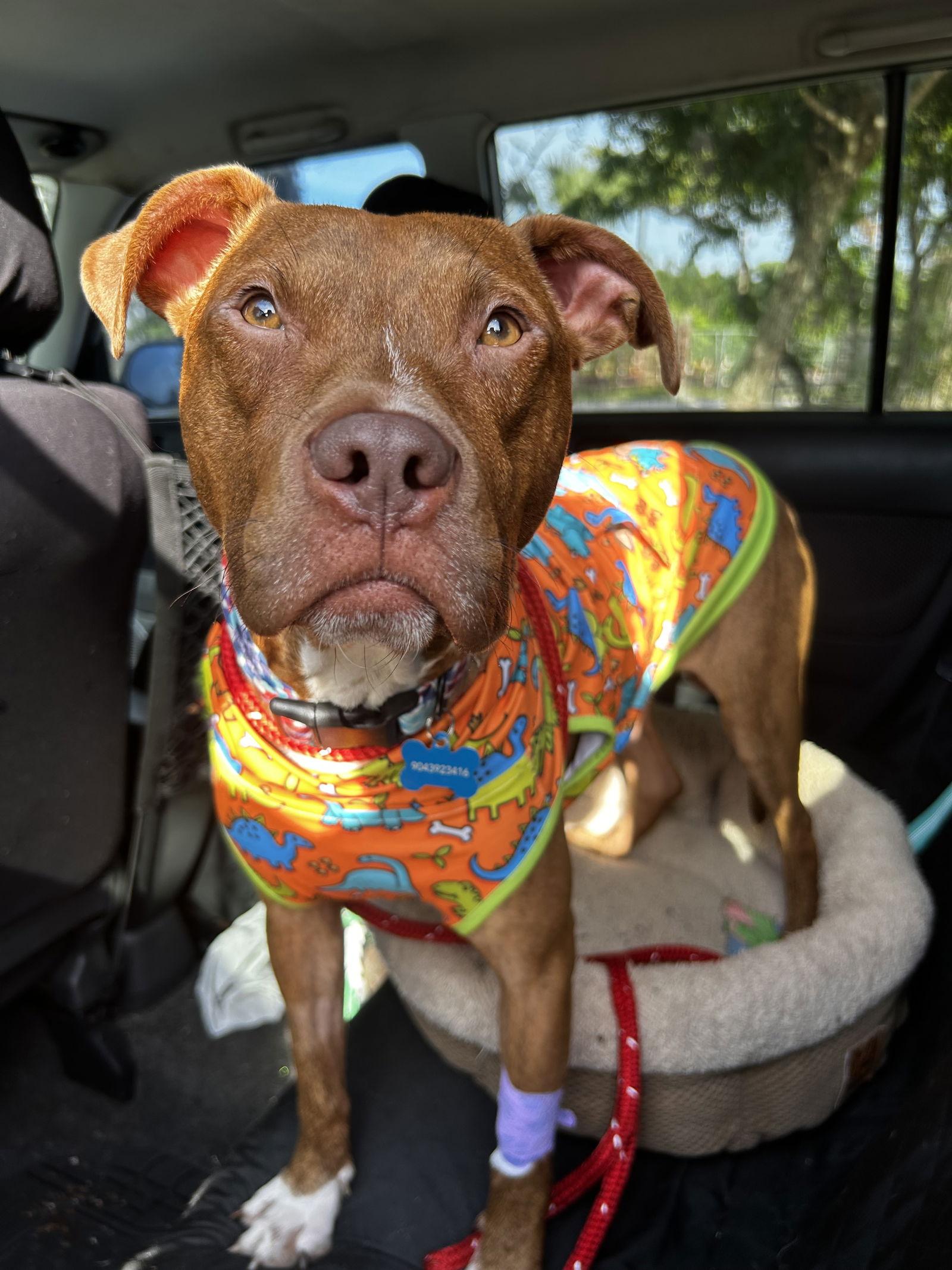 French Toast, a Adopted Pit Bull Terrier in Saint Augustine, FL image 1/3