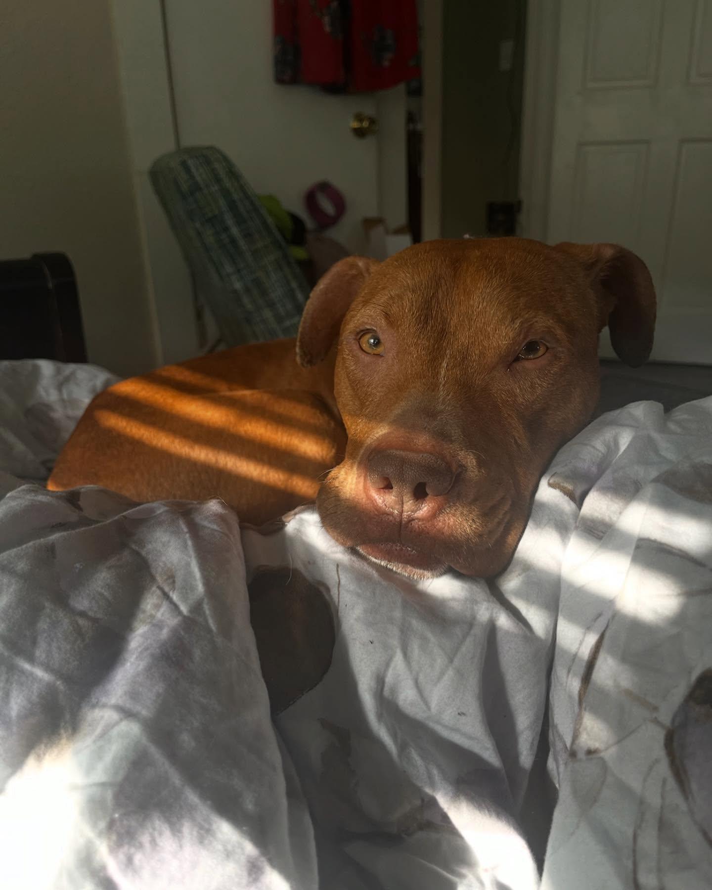 French Toast, a Adopted Pit Bull Terrier in Saint Augustine, FL image 2/3