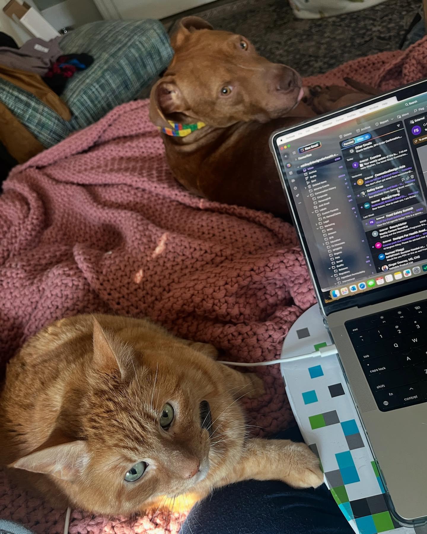 French Toast, a Adopted Pit Bull Terrier in Saint Augustine, FL image 3/3