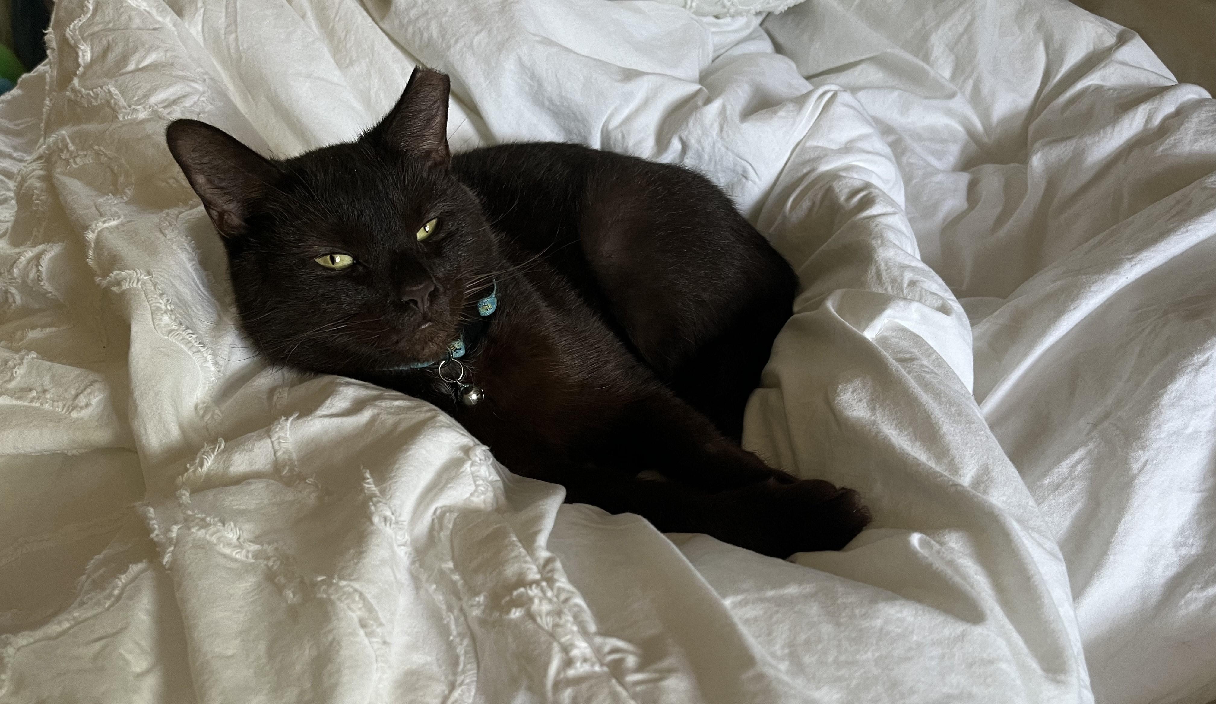 Enlarge Ruby, a Adoptable Domestic Short Hair in Knoxville, TN image 2/2