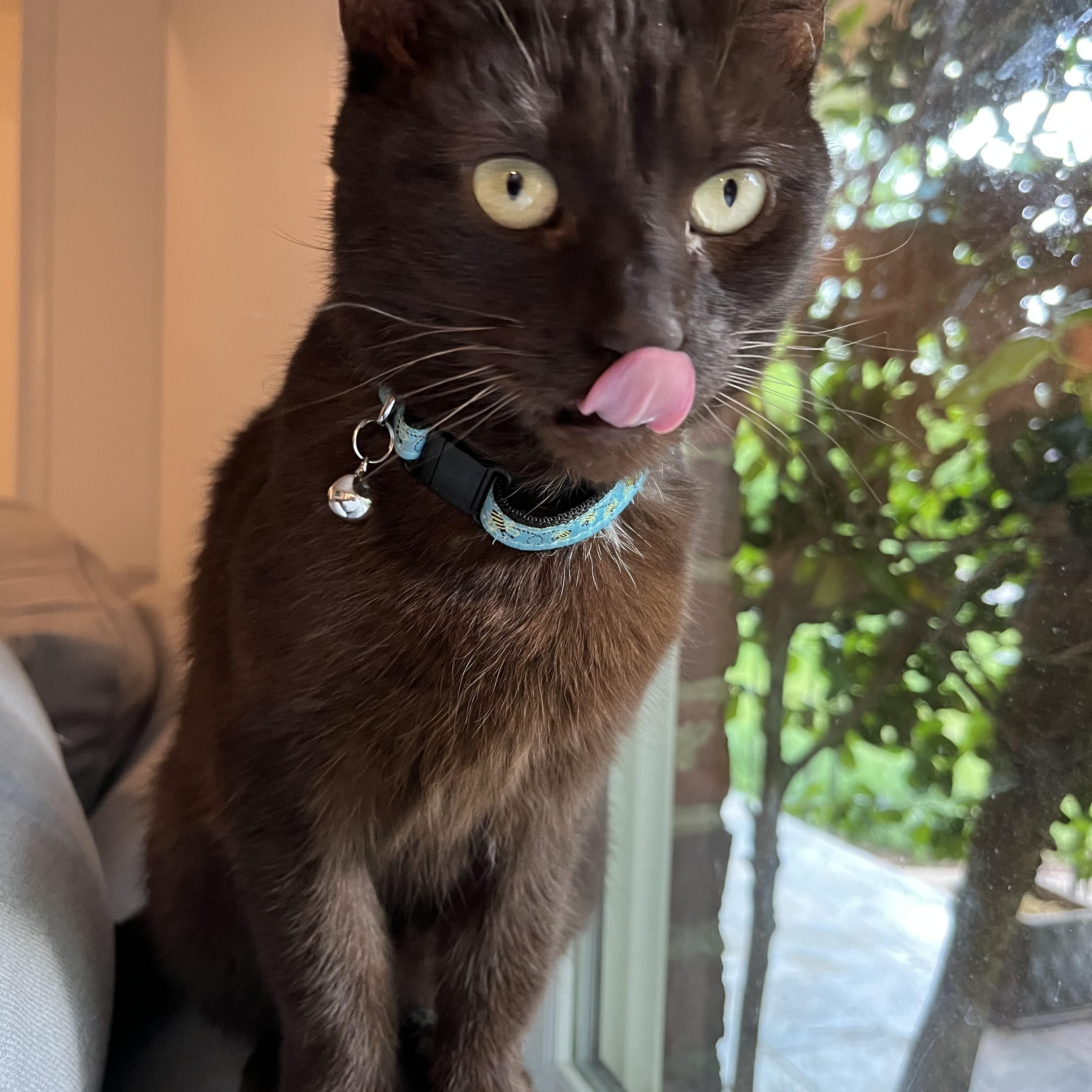 Enlarge Ruby, a Adoptable Domestic Short Hair in Knoxville, TN image 1/2