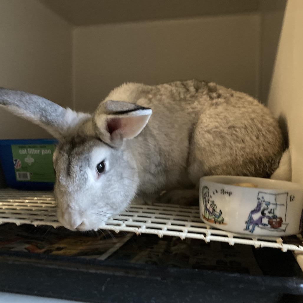 Biscoff (COH-A-65558), Adoptable, Young Male Bunny Rabbit.