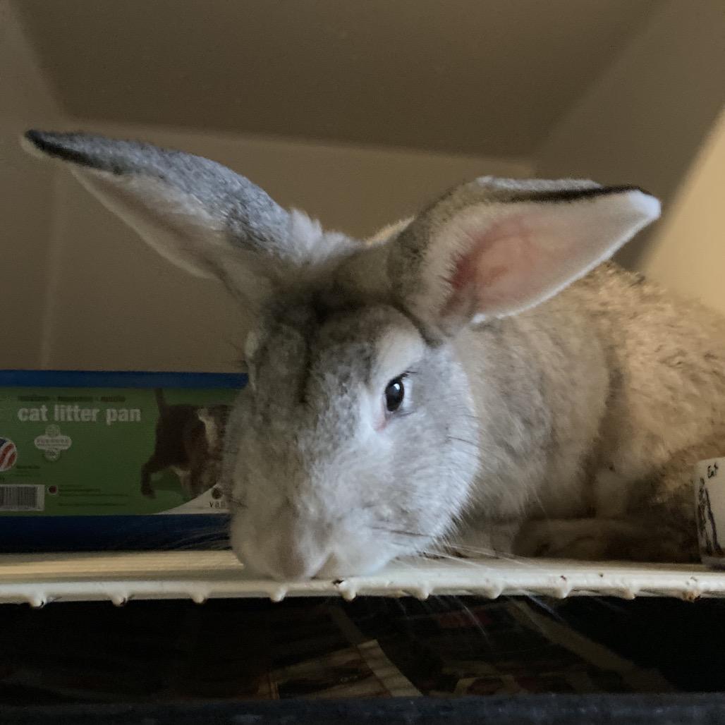 Enlarge Biscoff (COH-A-65558), a Adoptable Bunny Rabbit in Volcano, HI image 2/2