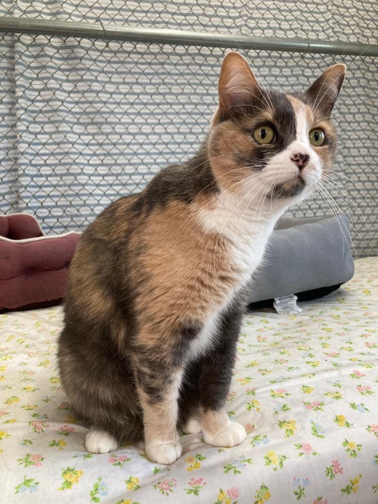 Callie, Adoptable, Adult Female Domestic Short Hair.
