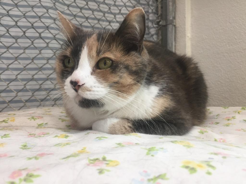 Callie, a Adoptable mixed breed in Peoria, AZ image 3/6