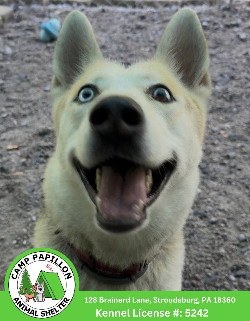 Nova, Adoptable, Young Female Husky & Shepherd.