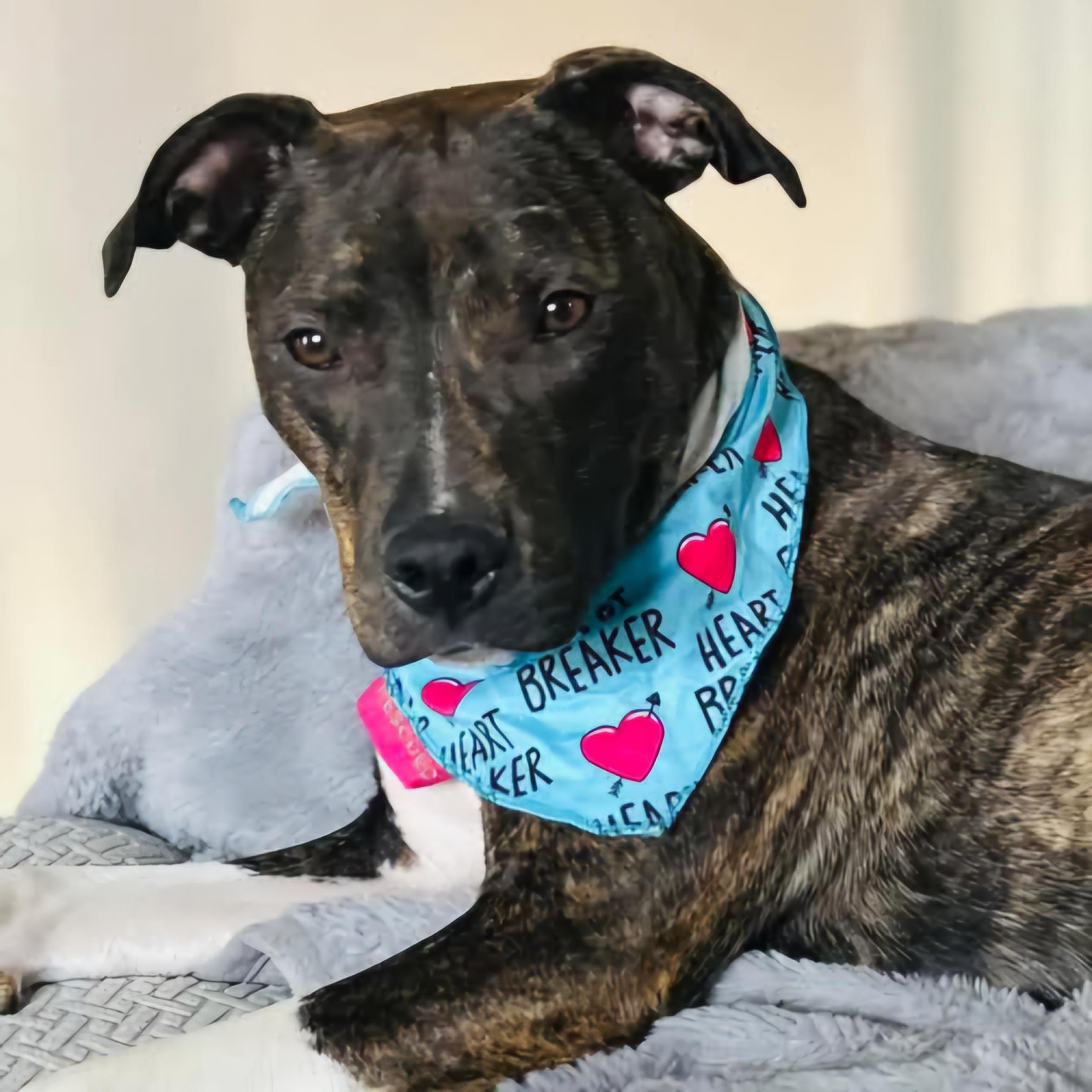 Enlarge Cece, a Adoptable Mixed Breed in Normal, IL image 1/6