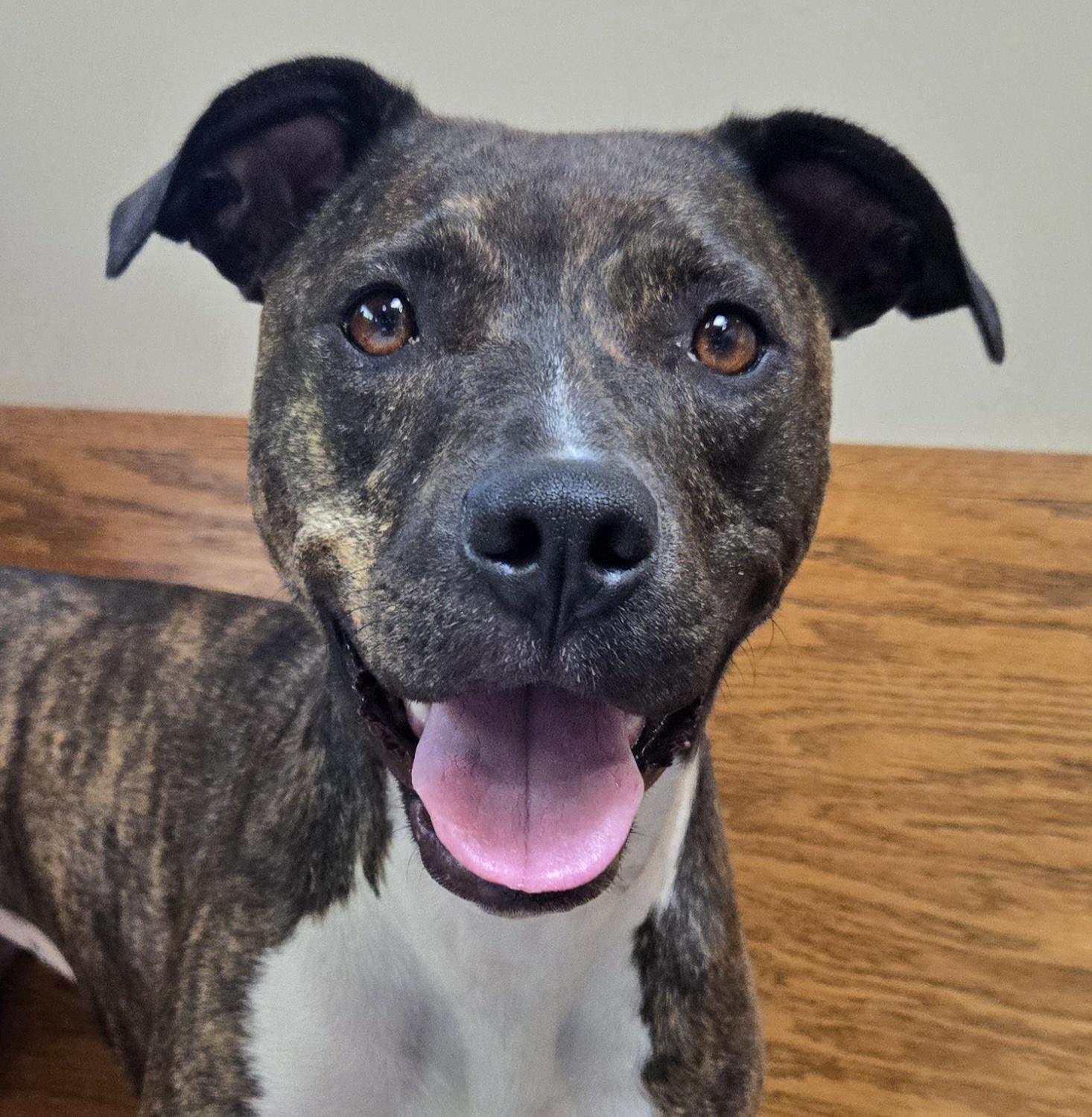 Cece, Adoptable, Young Female Mixed Breed.