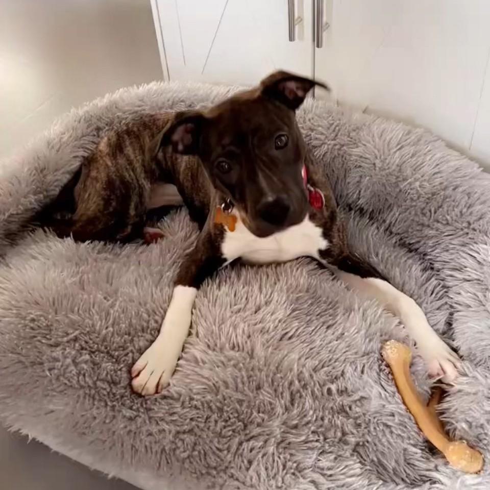 Enlarge Cece, a Adoptable Mixed Breed in Normal, IL image 6/6