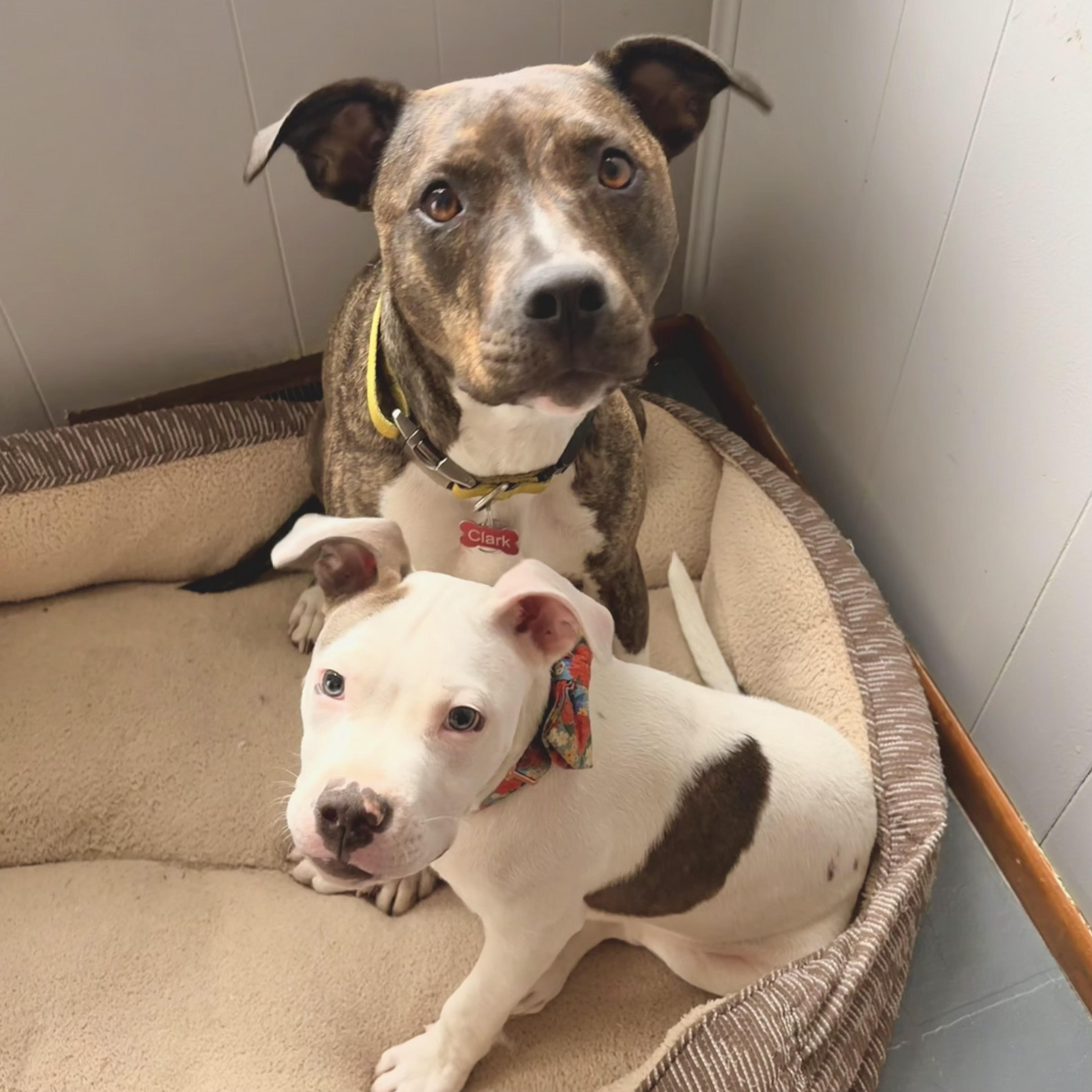 Cece, a Adoptable Mixed Breed in Normal, IL image 6/6