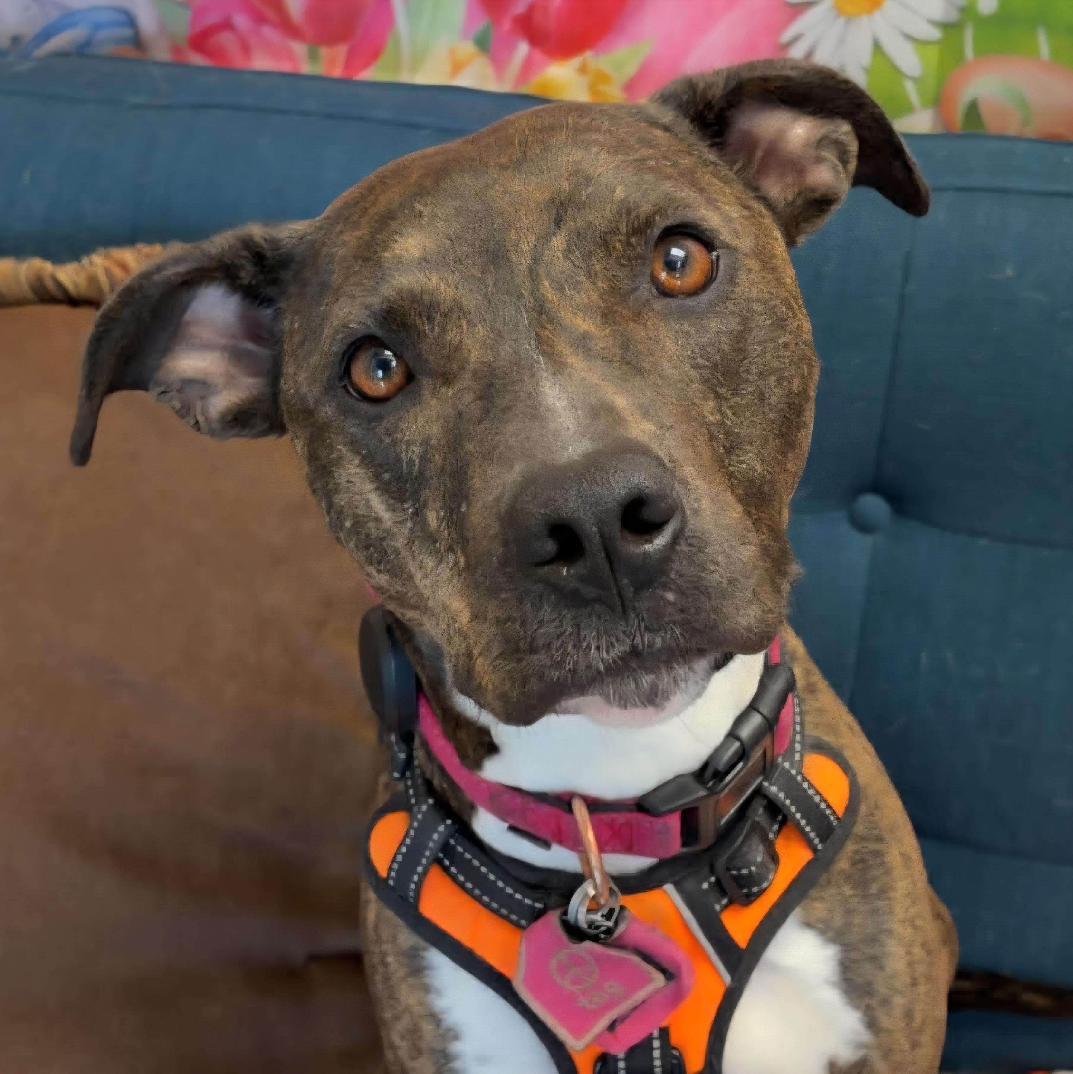 Cece, Adoptable, Young Female Mixed Breed.