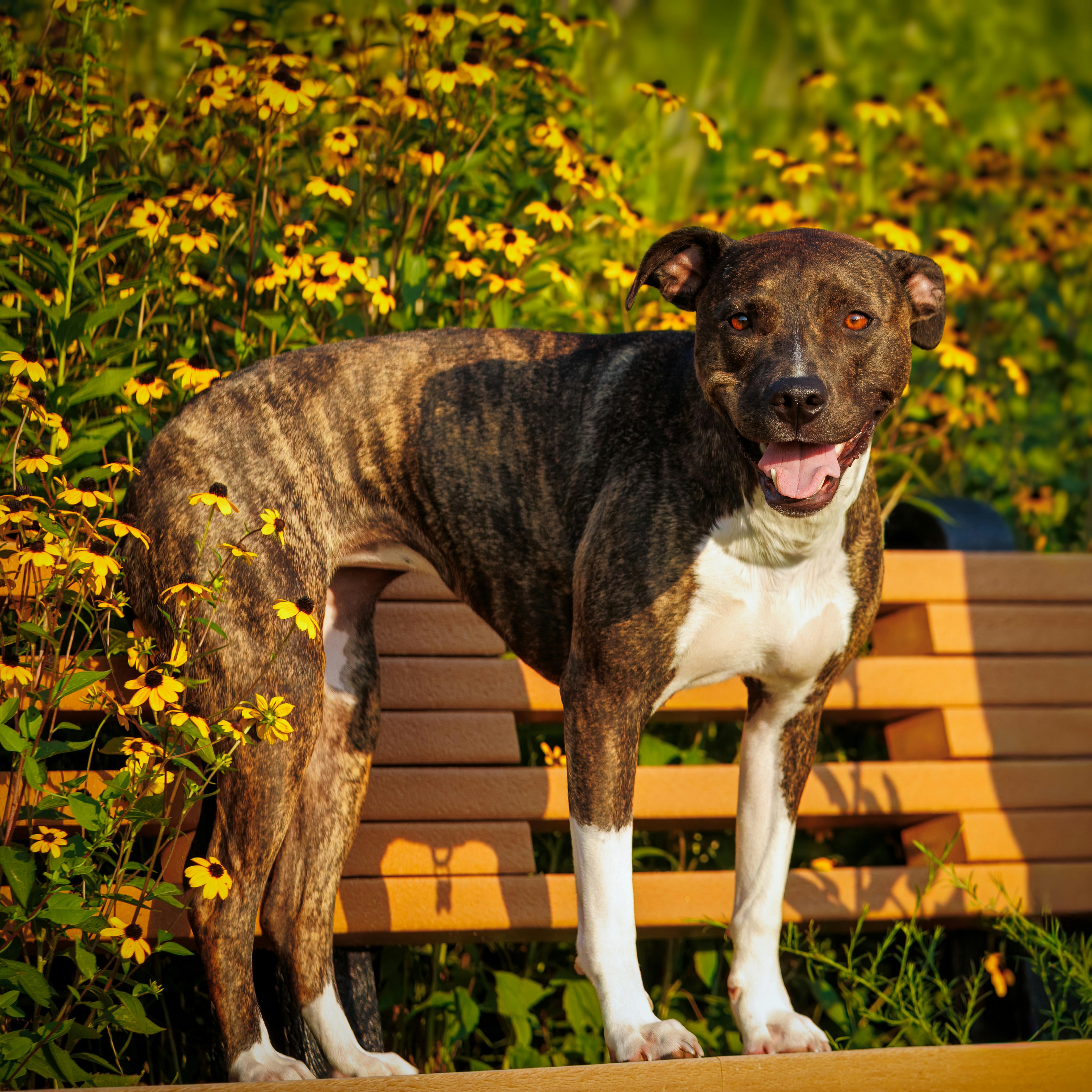 Enlarge Cece, a Adoptable Mixed Breed in Normal, IL image 2/6