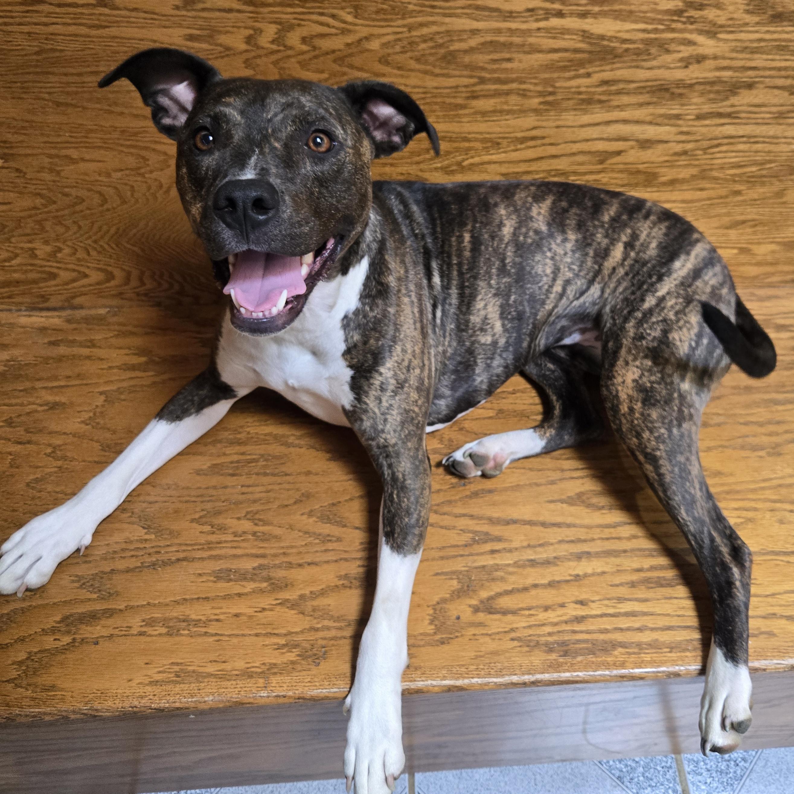 Cece, a Adoptable Mixed Breed in Normal, IL image 2/6