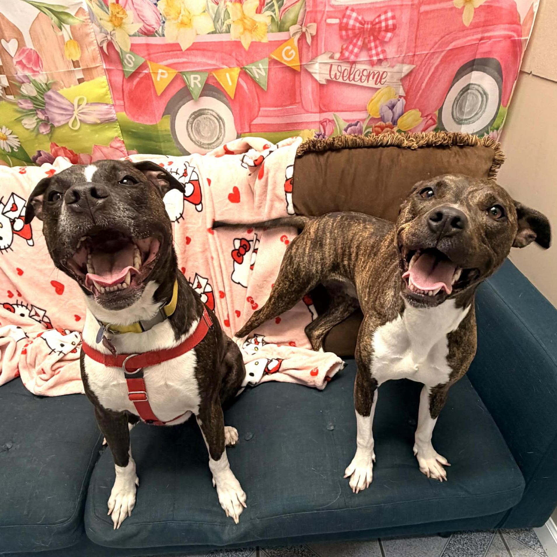Cece, a Adoptable Mixed Breed in Normal, IL image 3/6