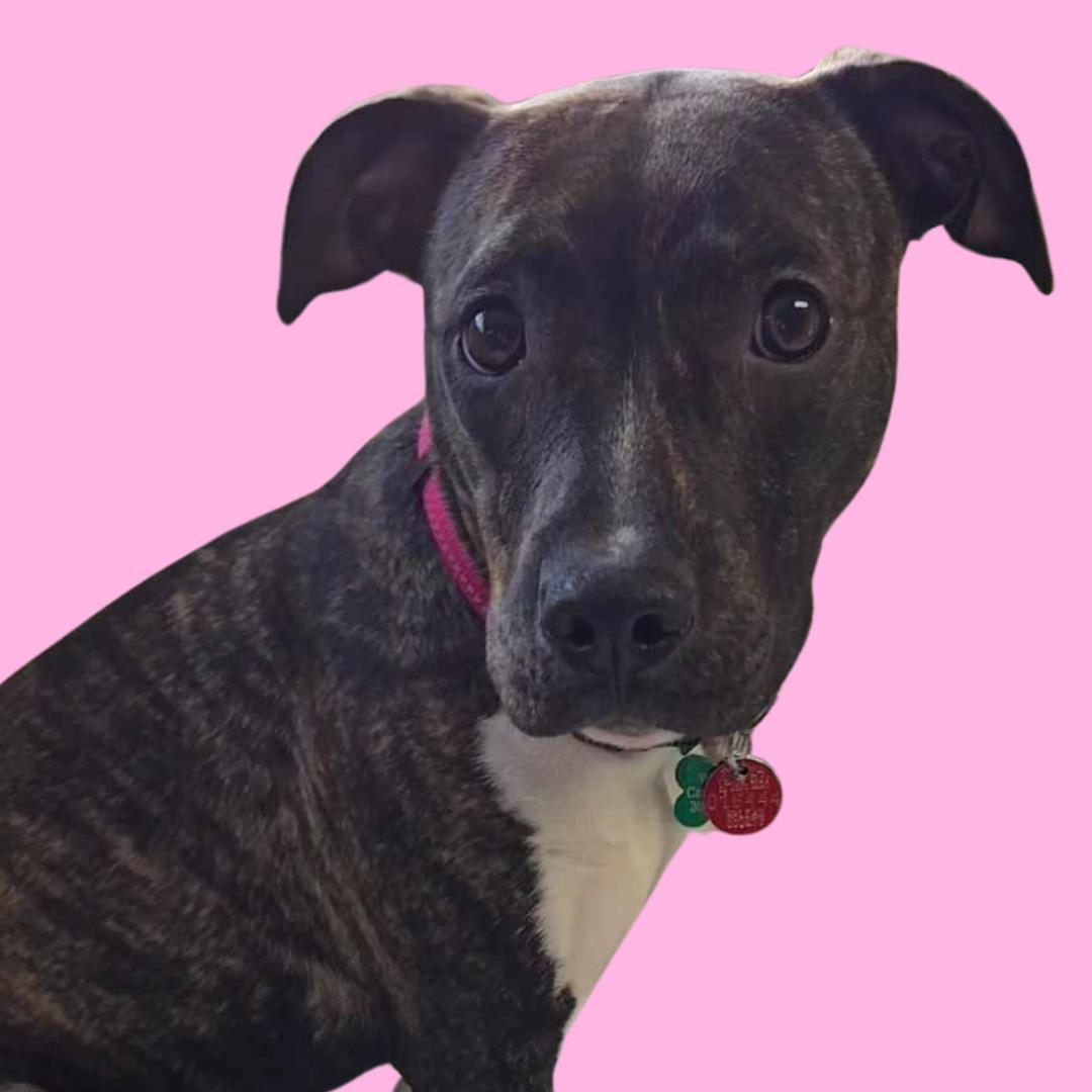 Enlarge Cece, a Adoptable Mixed Breed in Normal, IL image 4/6