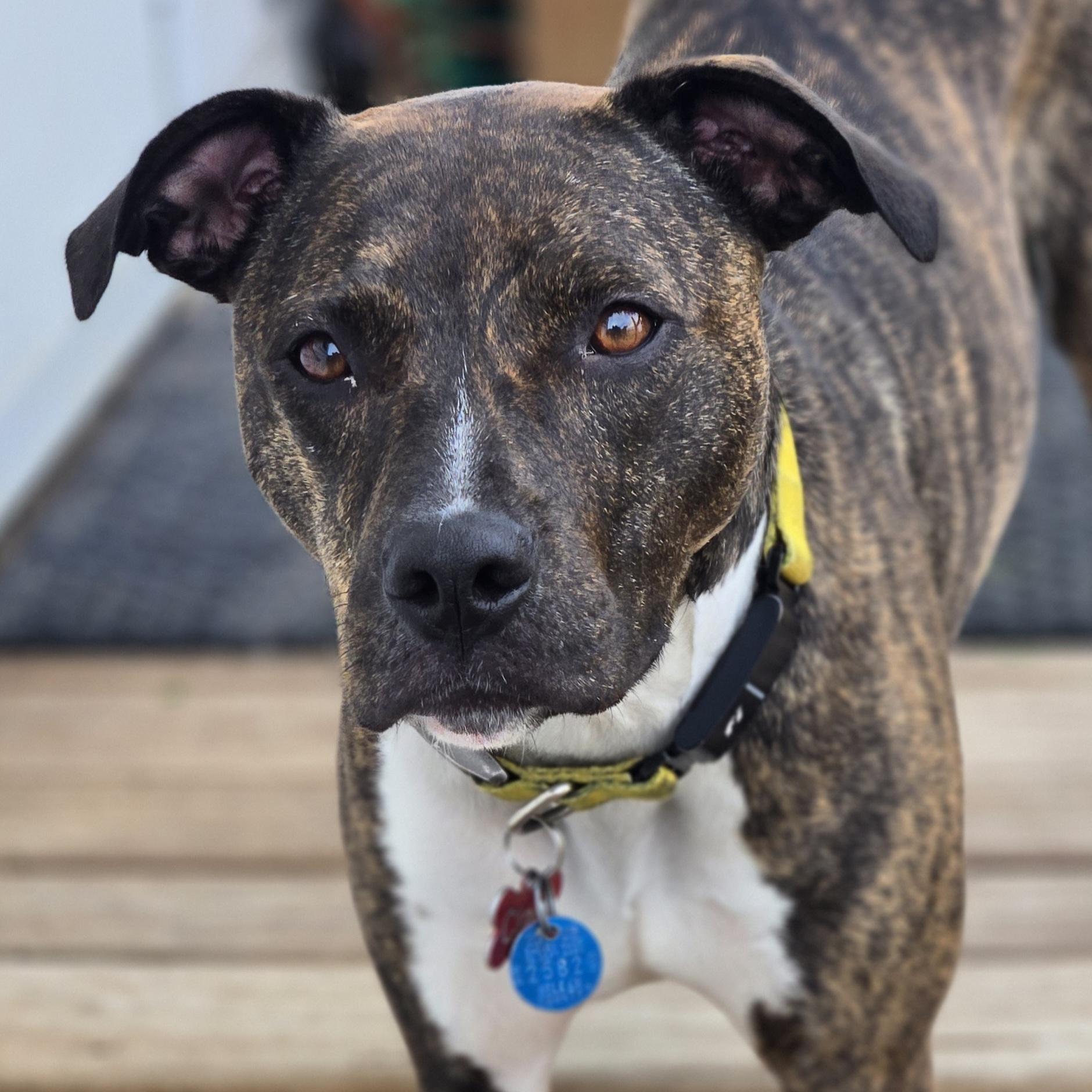 Cece, a Adoptable Mixed Breed in Normal, IL image 3/6