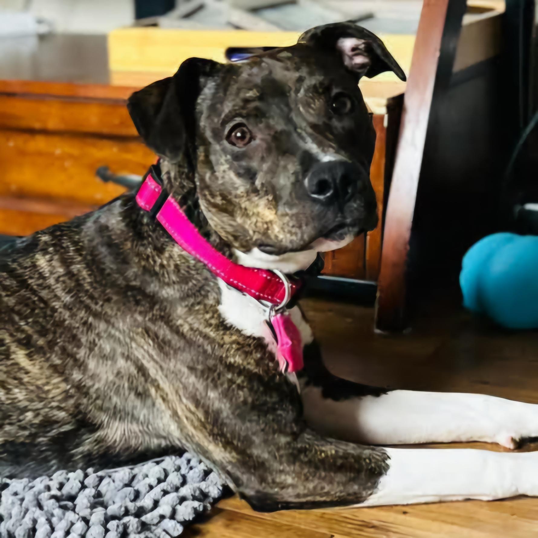 Enlarge Cece, a Adoptable Mixed Breed in Normal, IL image 2/6