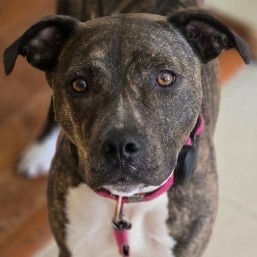 Enlarge Cece, a Adoptable Mixed Breed in Normal, IL image 1/6