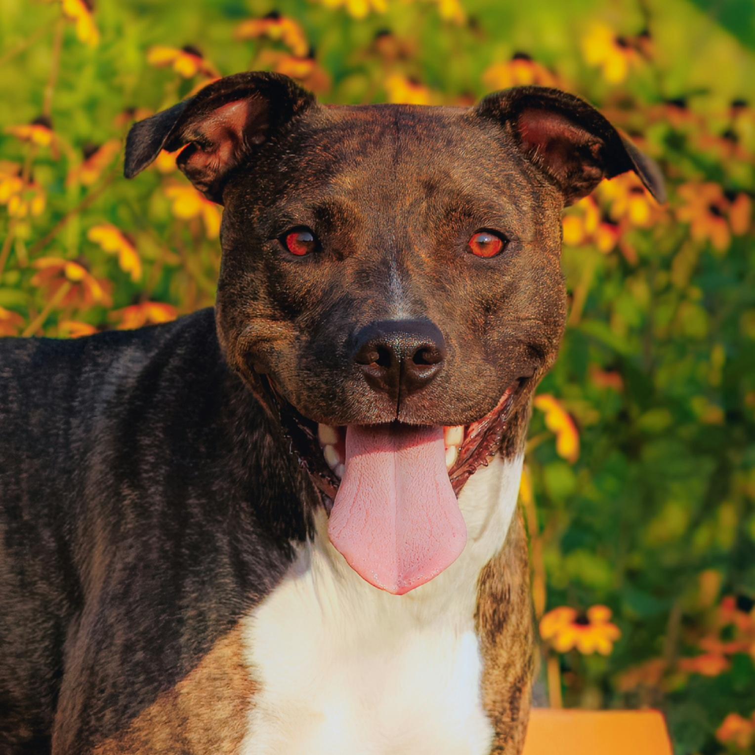 Cece, Adoptable, Young Female Mixed Breed.