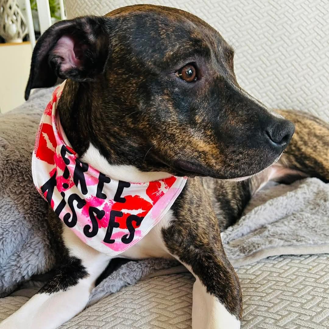 Enlarge Cece, a Adoptable Mixed Breed in Normal, IL image 3/6