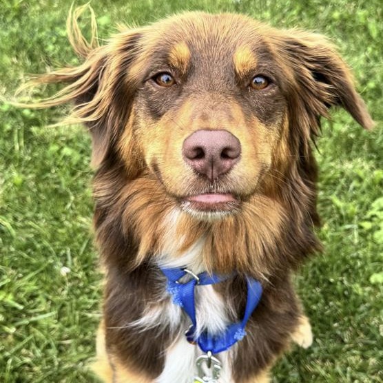 Enlarge Dolly, a Adopted mixed breed in Toledo, OH image 1/2