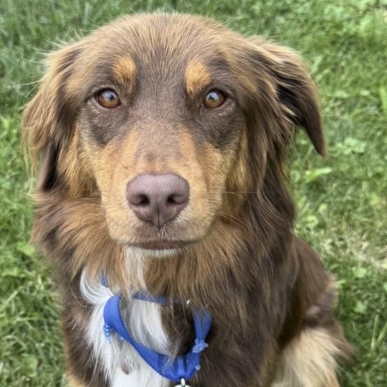Enlarge Dolly, a Adopted mixed breed in Toledo, OH image 2/2