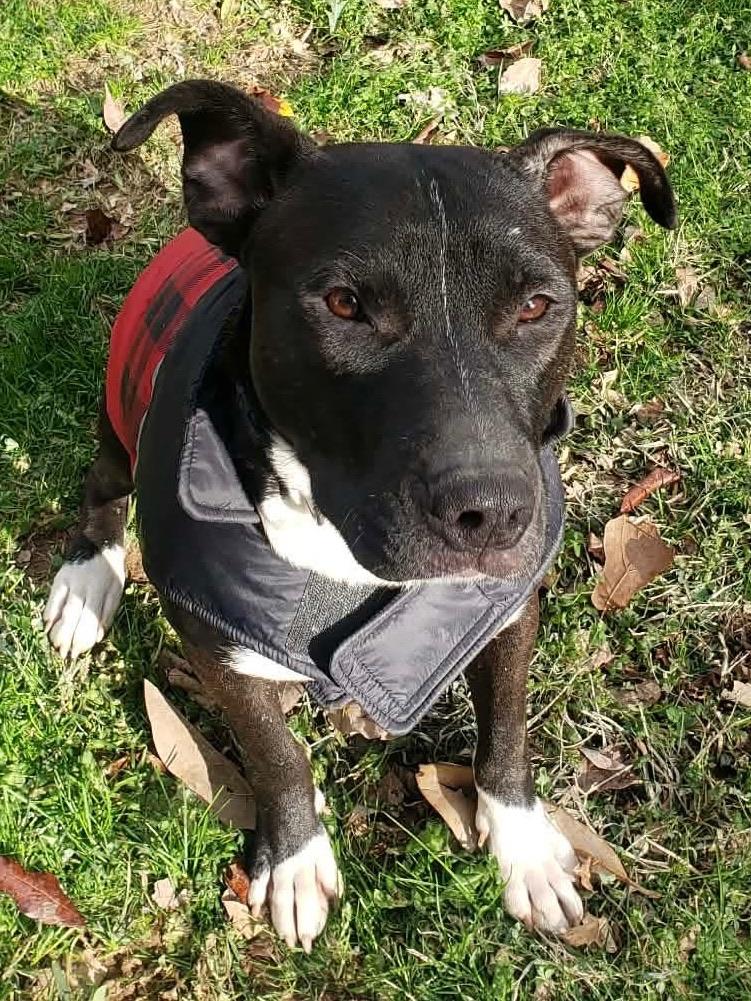 Enlarge Gumdrop, an adopted mixed breed in Johnston , RI image 3/6