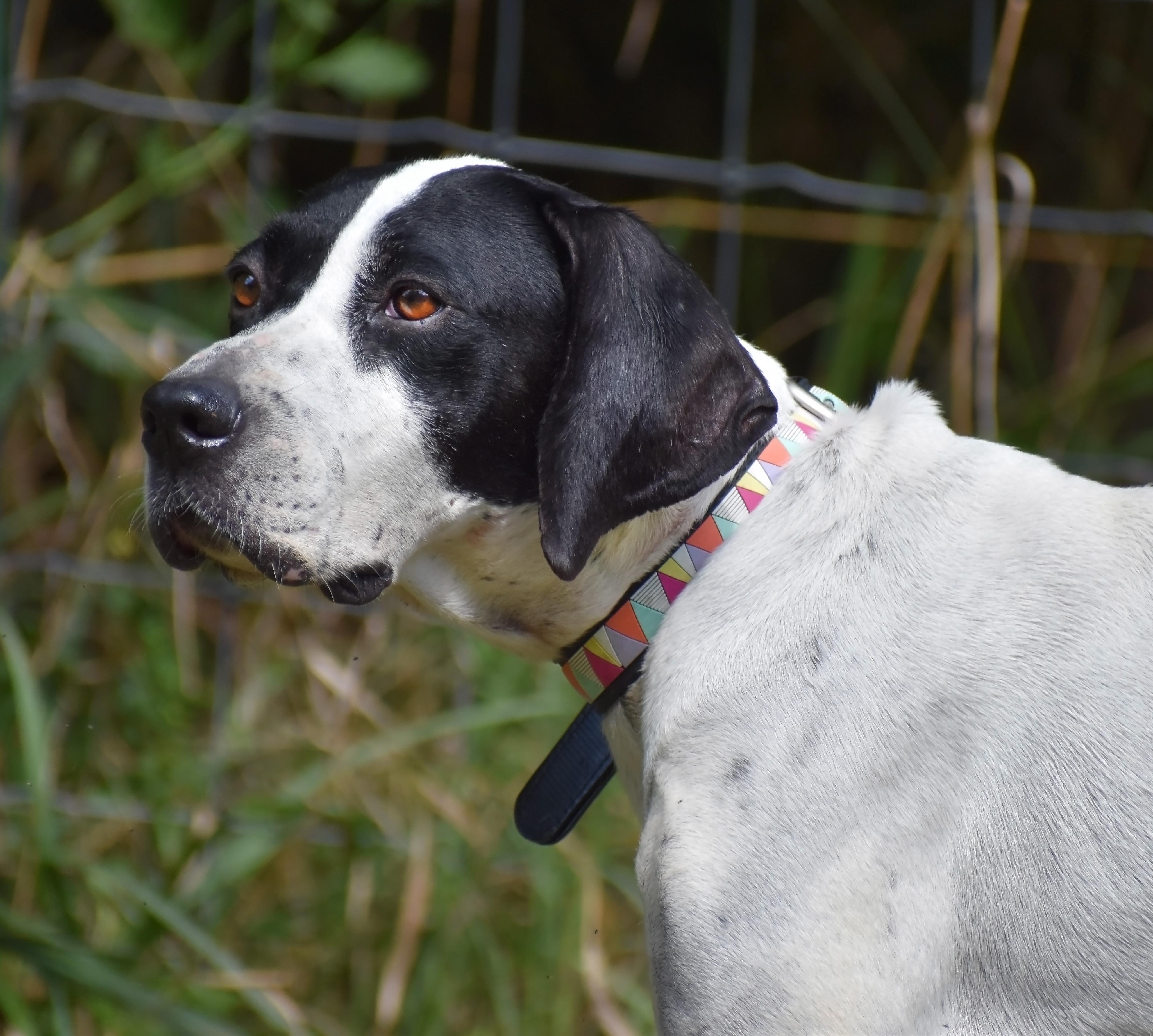 Maggie- Foster Home Needed, Adoptable, Adult Female Pointer.