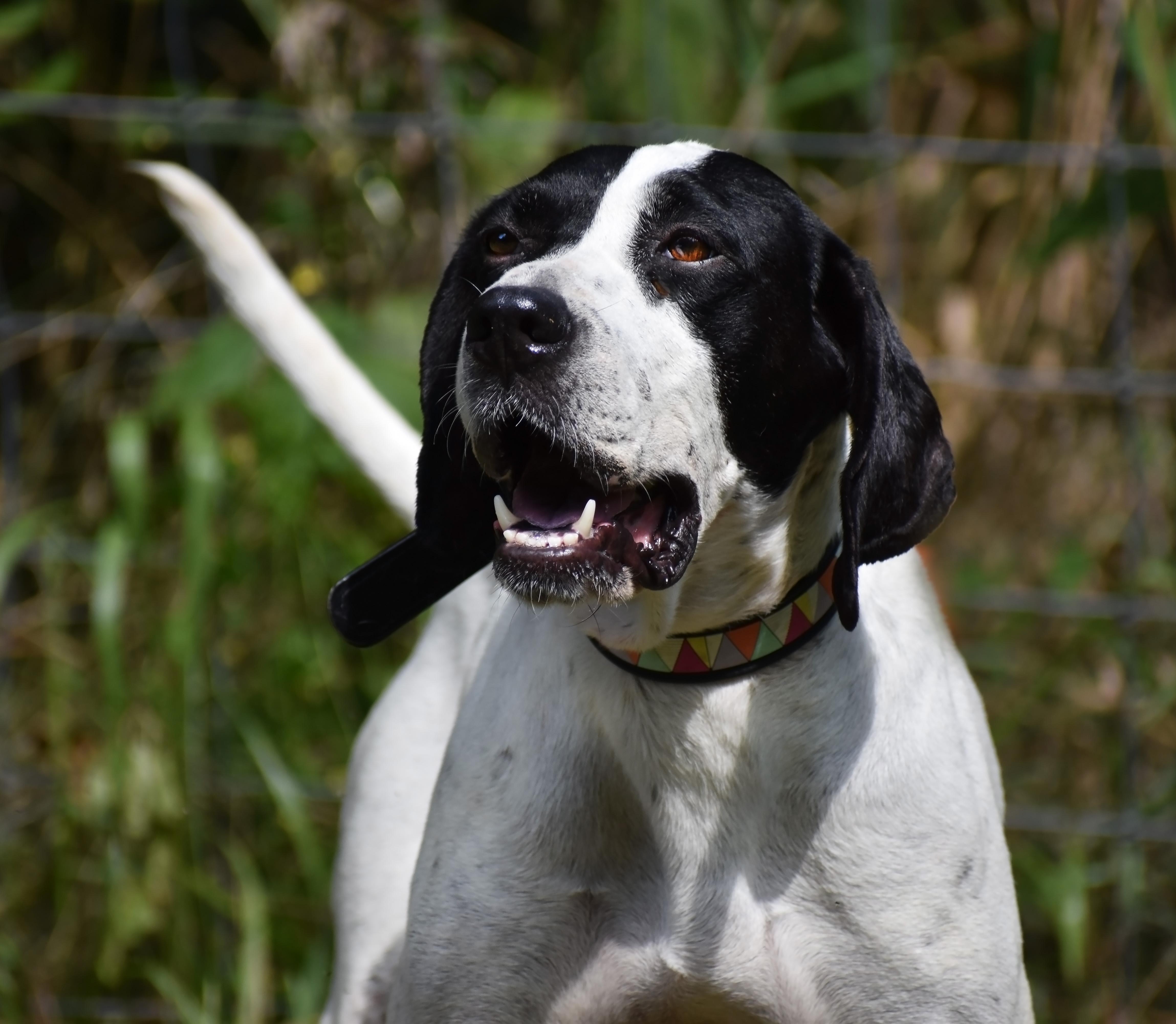 Maggie- Foster Home Needed, a Adoptable Pointer in Wood Dale, IL image 2/6