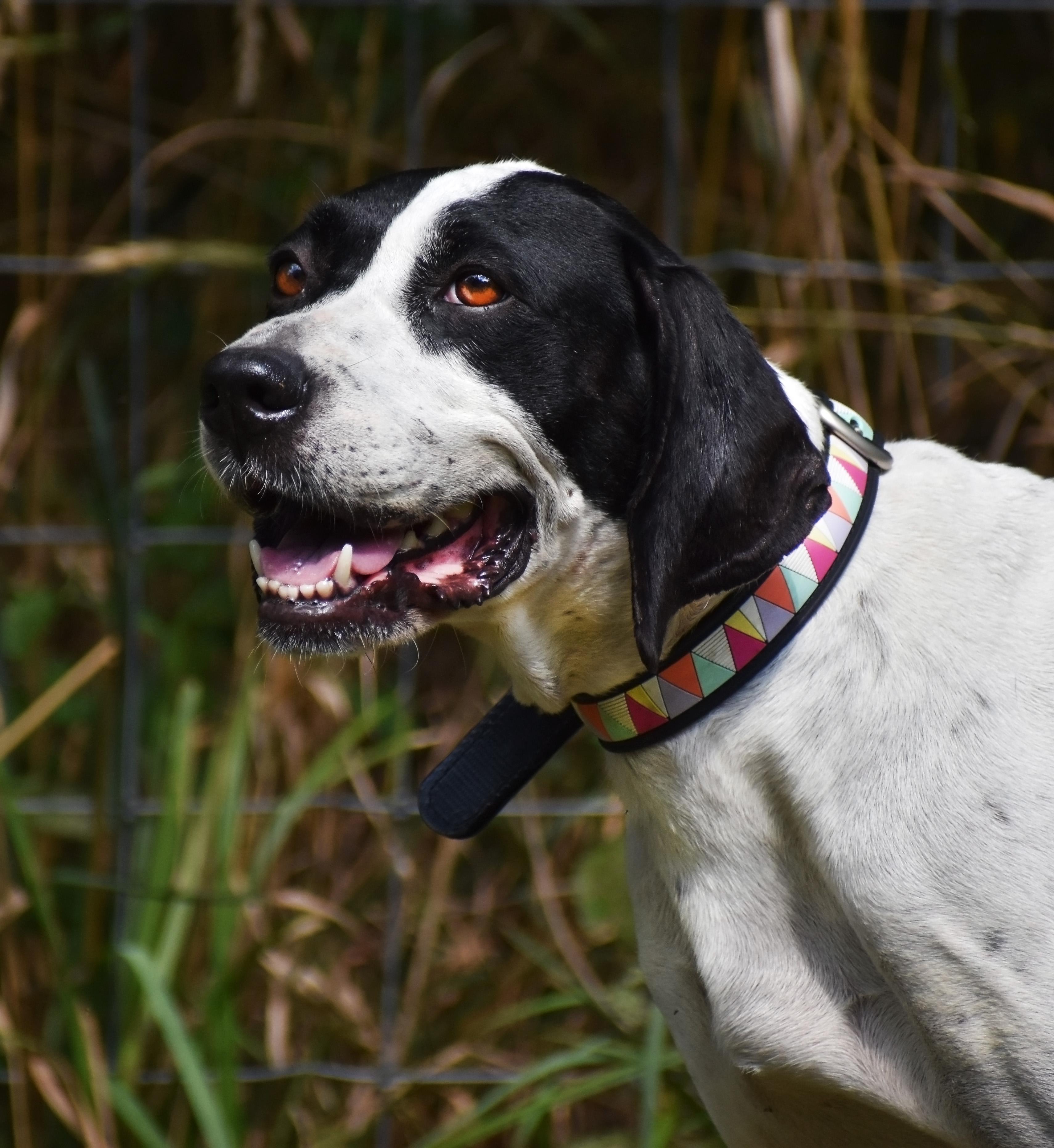 Maggie- Foster Home Needed, a Adoptable Pointer in Wood Dale, IL image 3/6