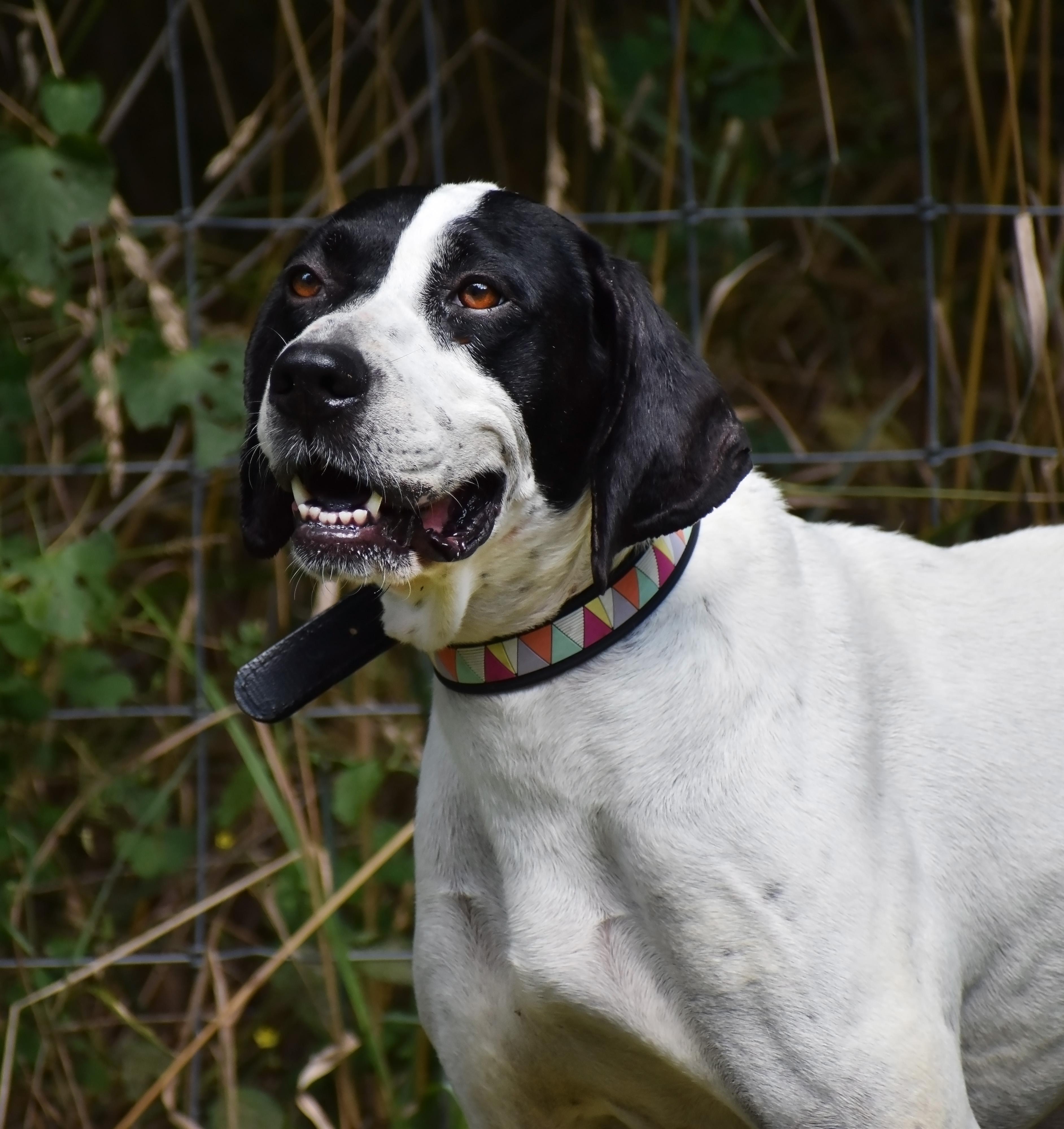 Maggie- Foster Home Needed, a Adoptable Pointer in Wood Dale, IL image 4/6