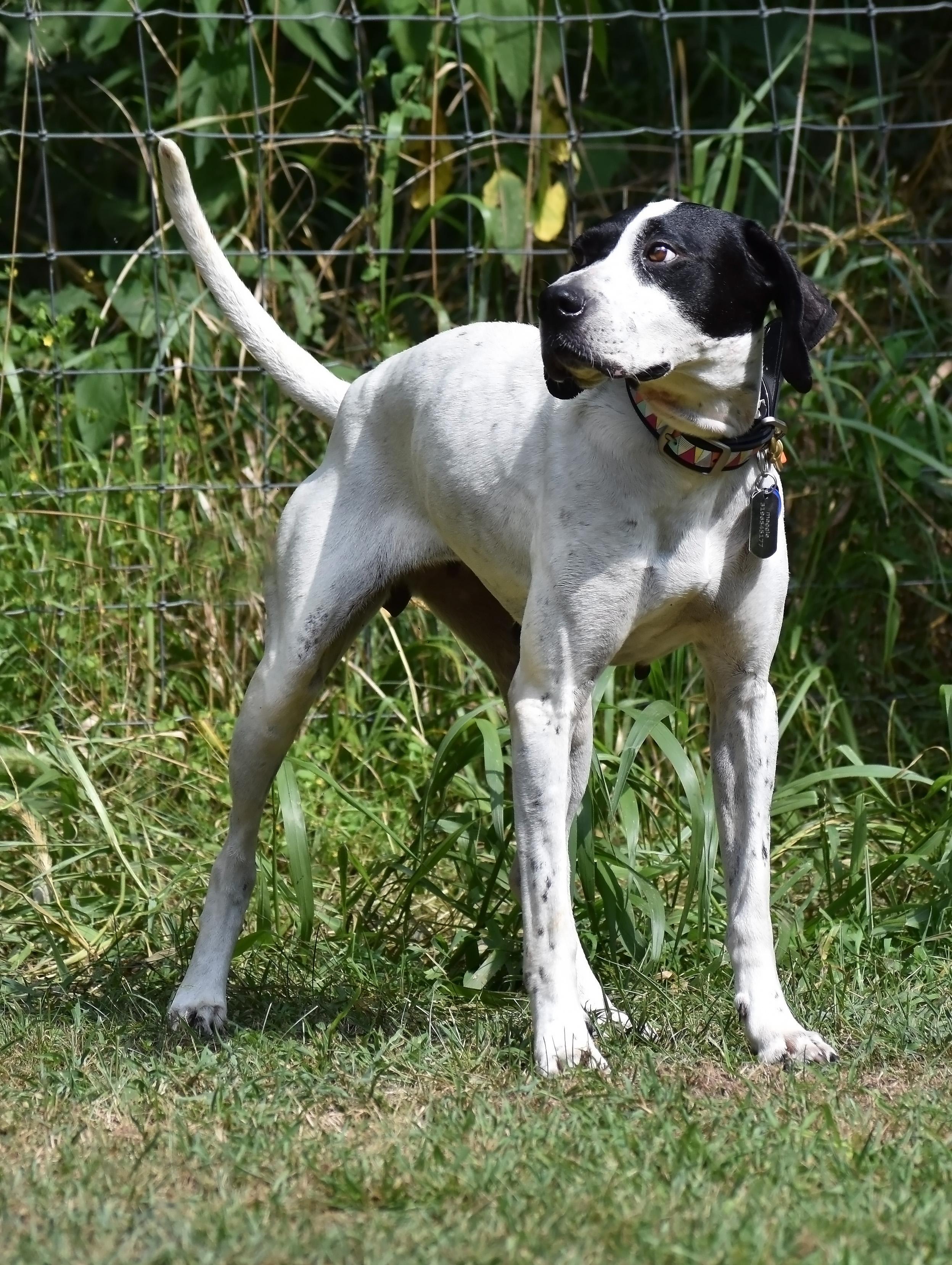 Maggie- Foster Home Needed, a Adoptable Pointer in Wood Dale, IL image 5/6