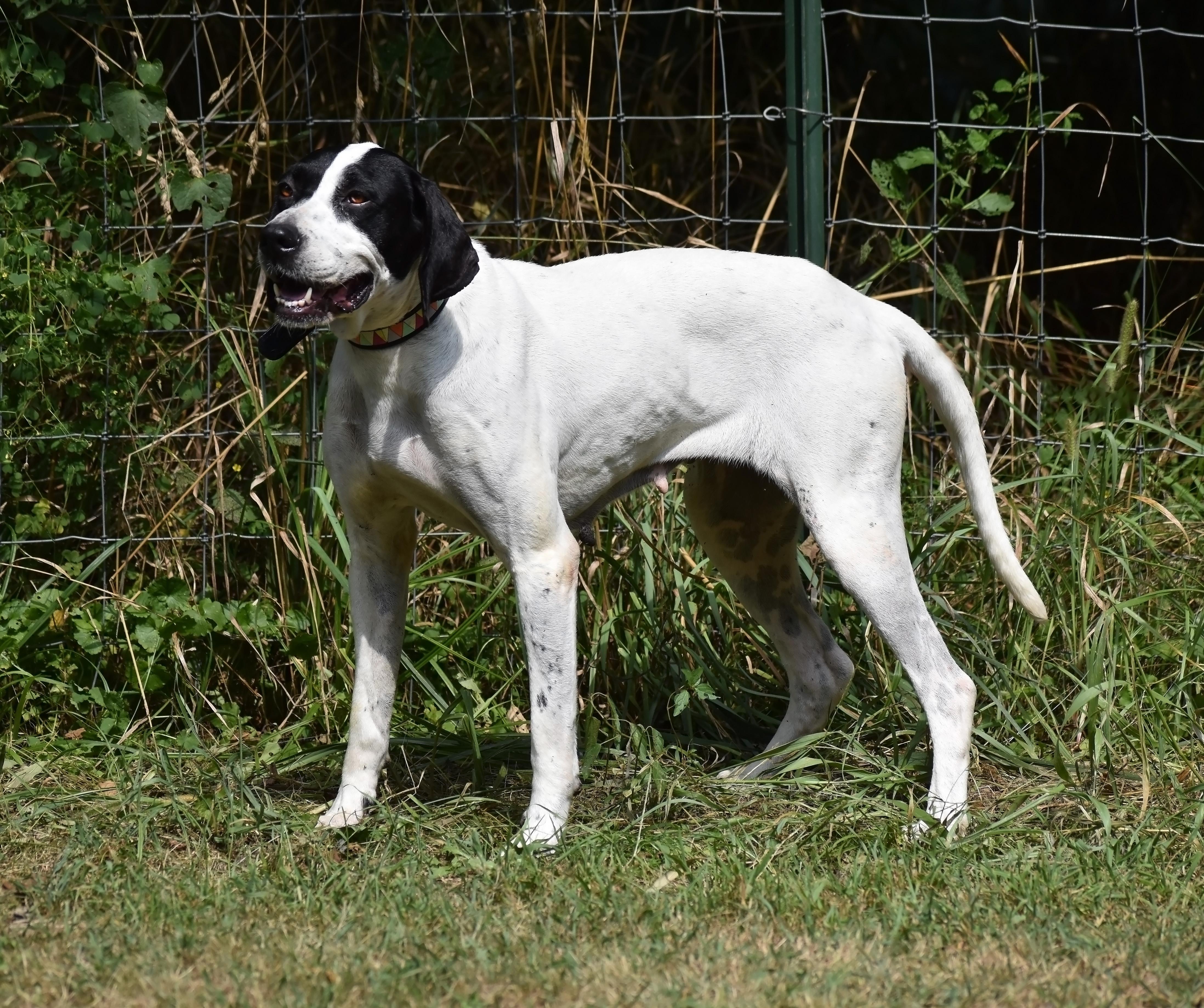 Maggie- Foster Home Needed, a Adoptable Pointer in Wood Dale, IL image 6/6