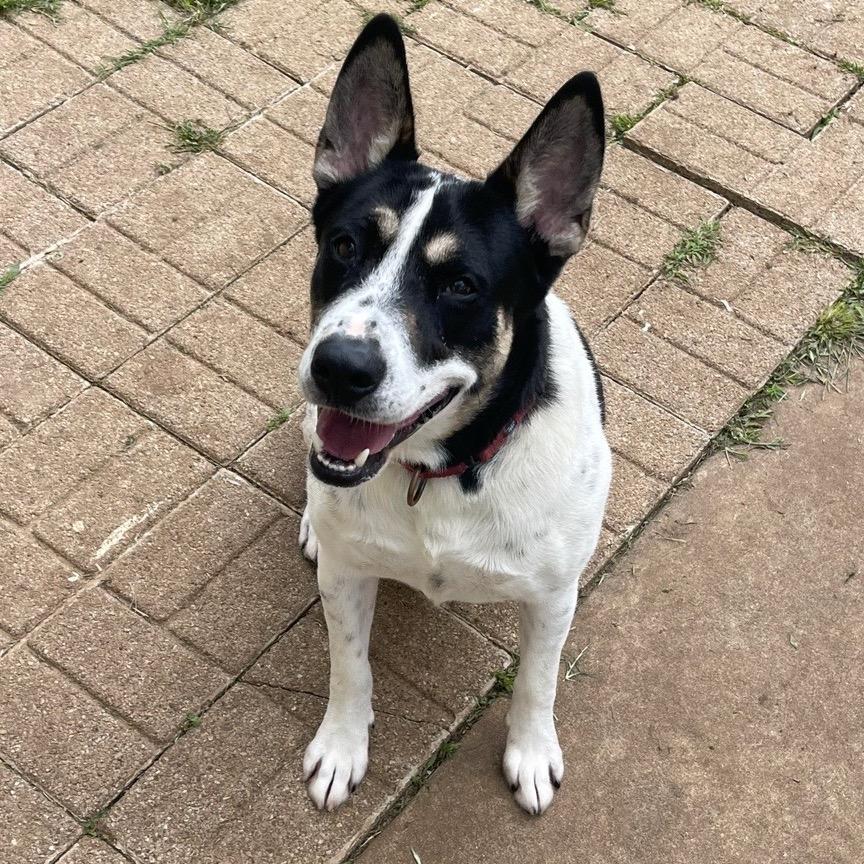 OG, Adoptable, Adult Male Australian Cattle Dog / Blue Heeler & Mixed Breed.