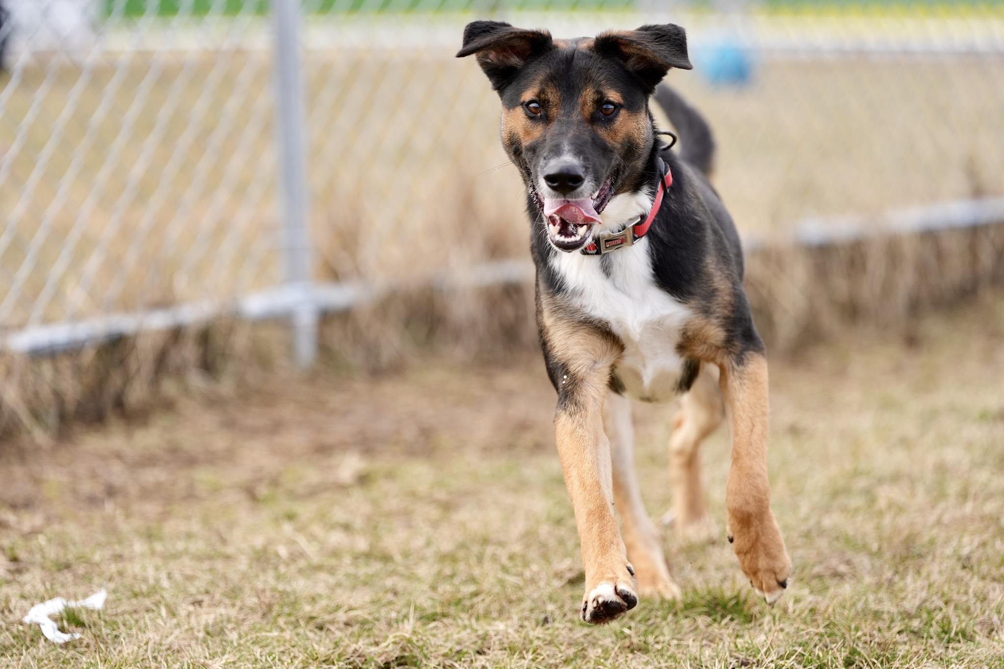 Enlarge Kai, an adopted Mixed Breed in Davenport, IA image 1/4