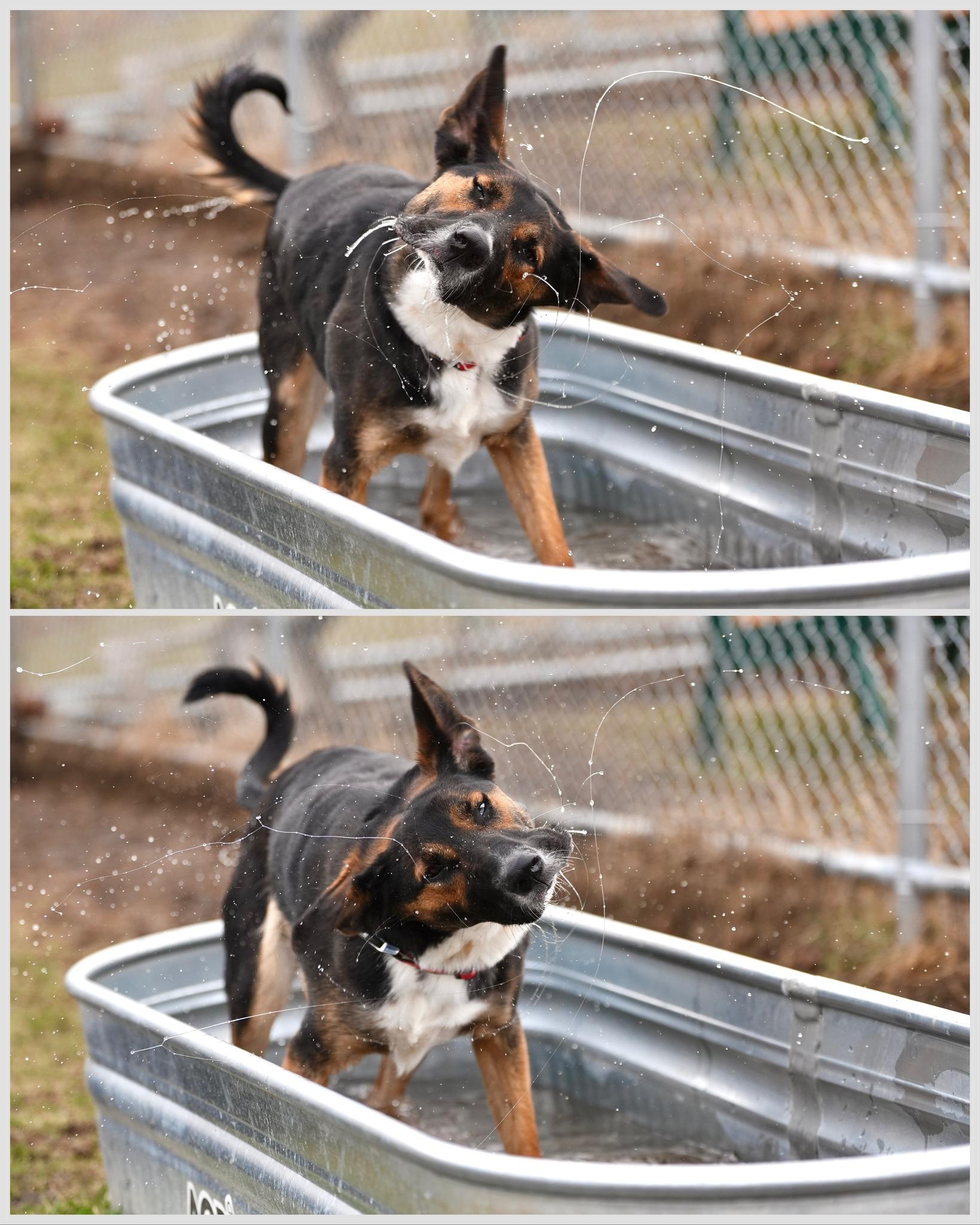 Enlarge Kai, an adopted Mixed Breed in Davenport, IA image 3/4