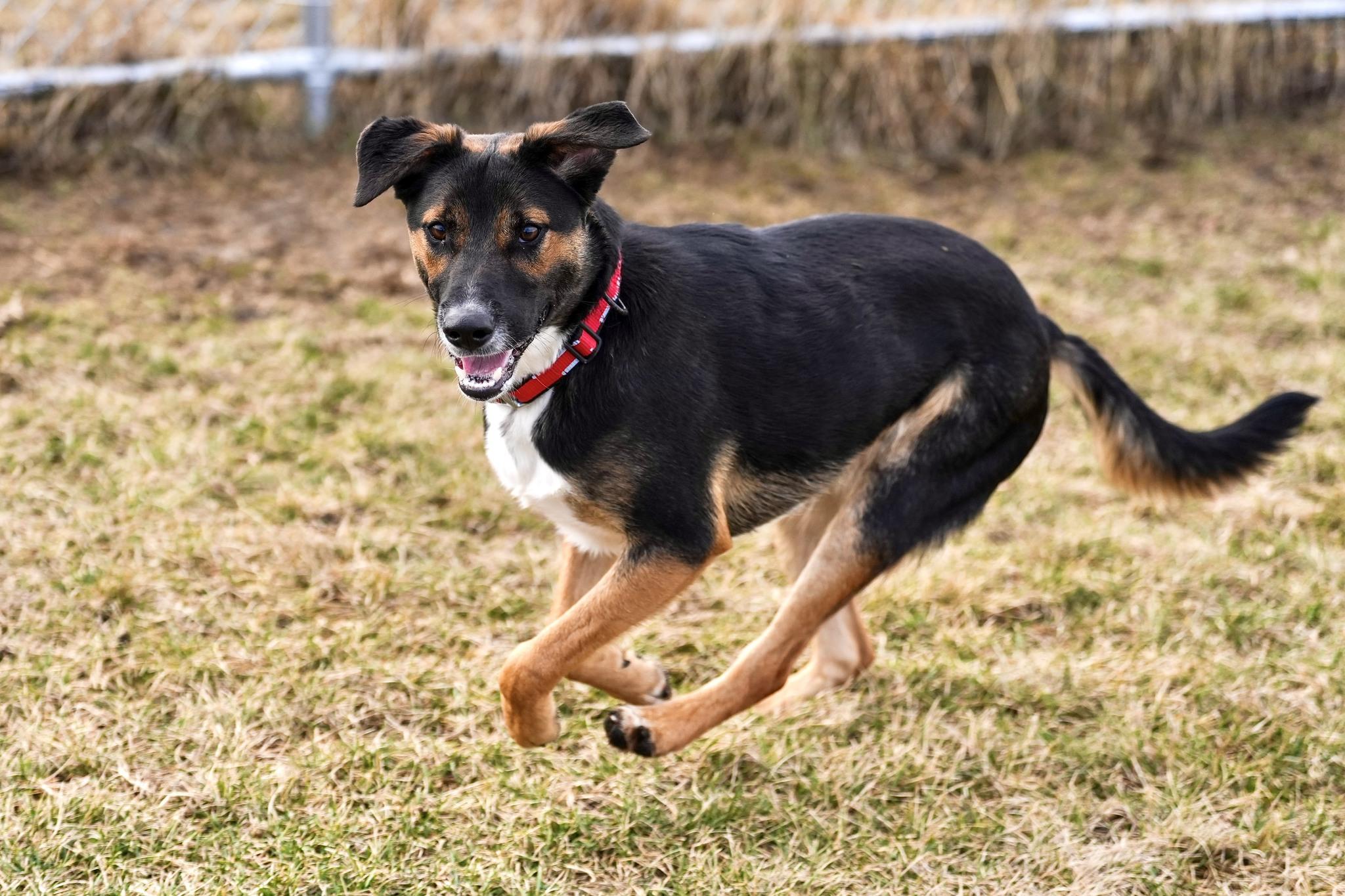 Enlarge Kai, an adopted Mixed Breed in Davenport, IA image 2/4