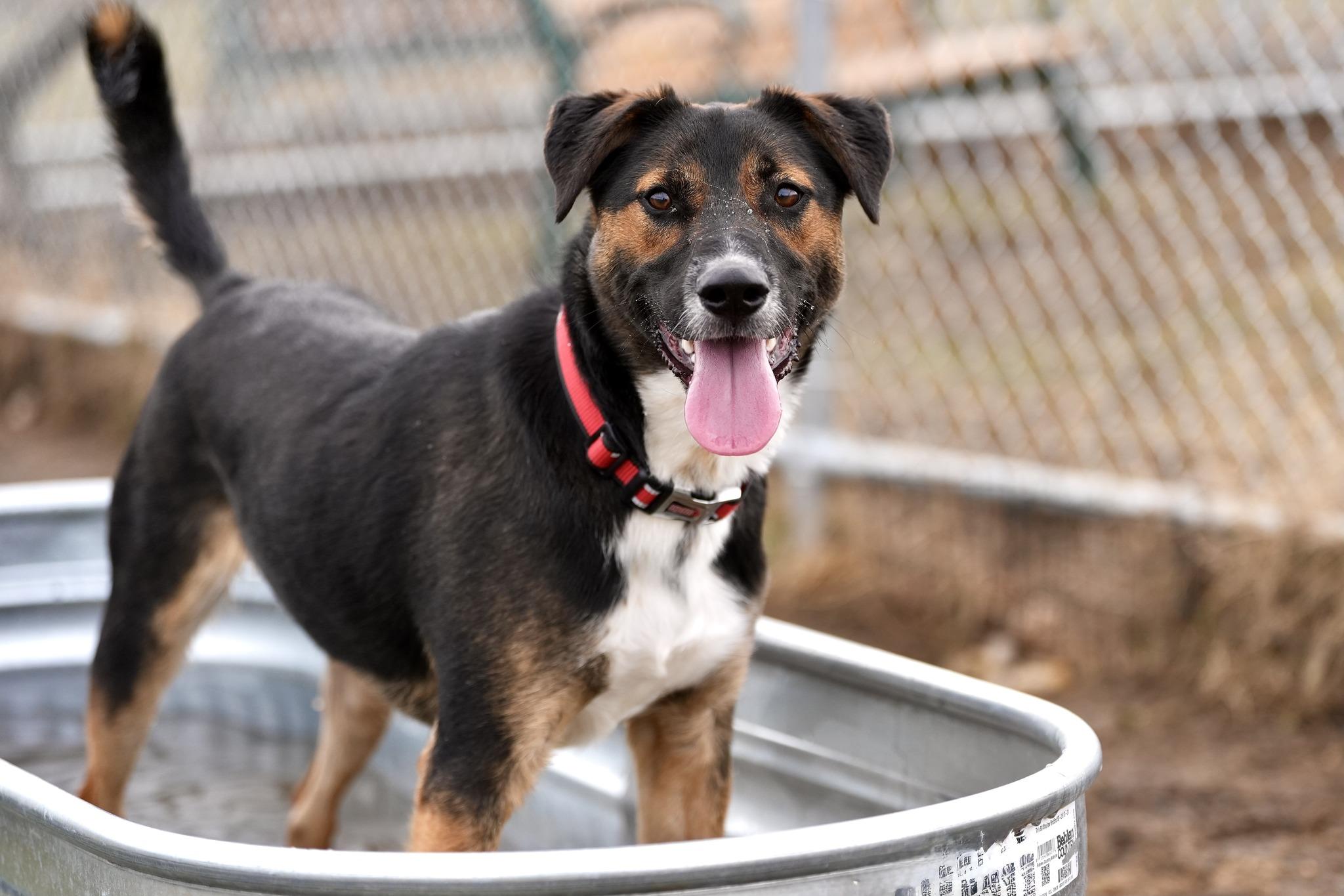 Enlarge Kai, an adopted Mixed Breed in Davenport, IA image 4/4