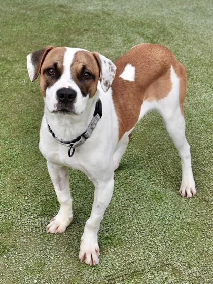 Enlarge Biscuit, a Adoptable mixed breed in Fresno, CA image 1/3