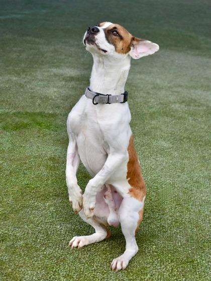 Enlarge Biscuit, a Adoptable mixed breed in Fresno, CA image 2/3