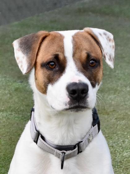 Enlarge Biscuit, a Adoptable mixed breed in Fresno, CA image 3/3