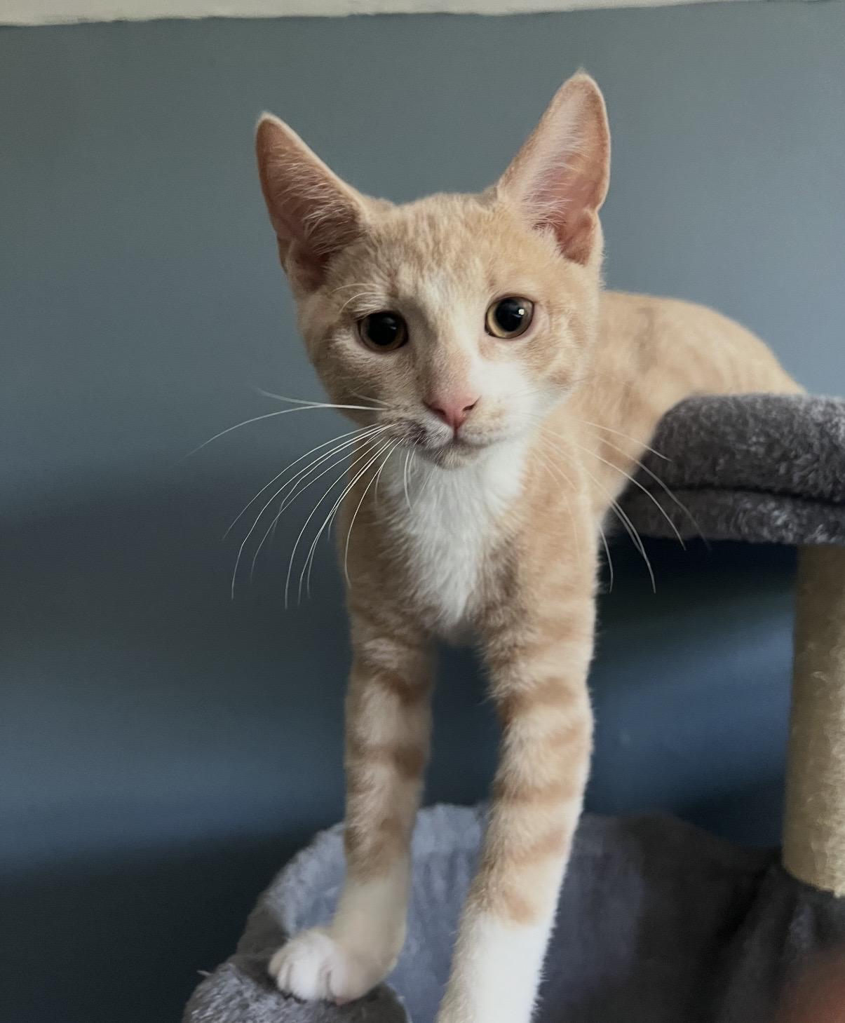 Enlarge Nala & Pumbaa, a ADOPTABLE mixed breed in Scarsdale , NY image 2/5